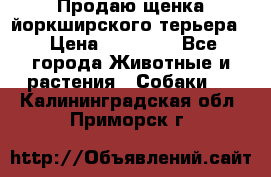 Продаю щенка йоркширского терьера  › Цена ­ 20 000 - Все города Животные и растения » Собаки   . Калининградская обл.,Приморск г.